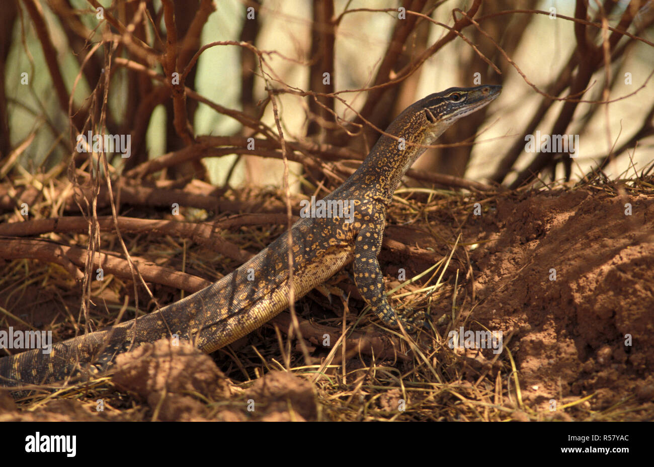 SAND MONITOR (VARANUS GOULDII) GOLDFIELDS, WESTERN AUSTRALIA Stockfoto