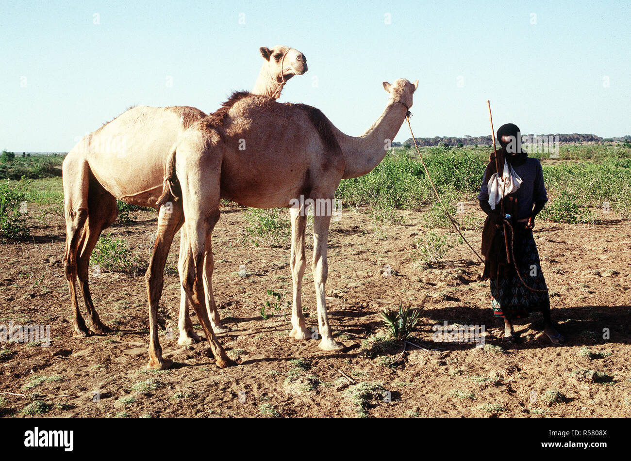 Ein somalischer Dorfbewohner mit seinen Kamelen. Stockfoto