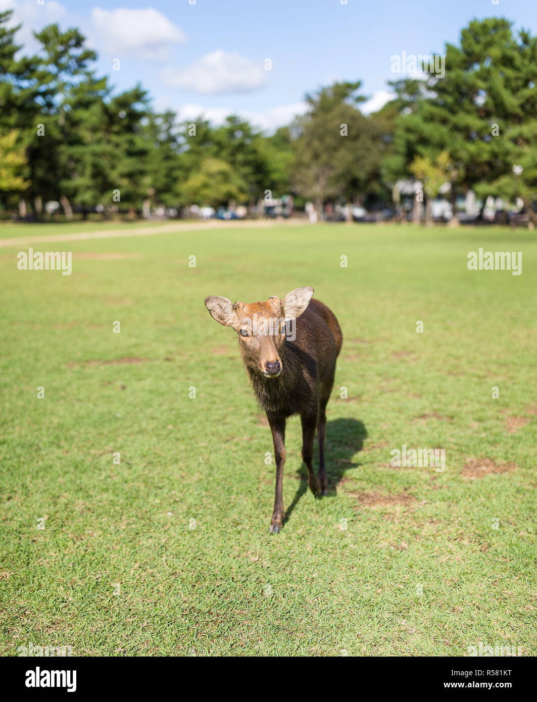 Deer walking im Park Stockfoto