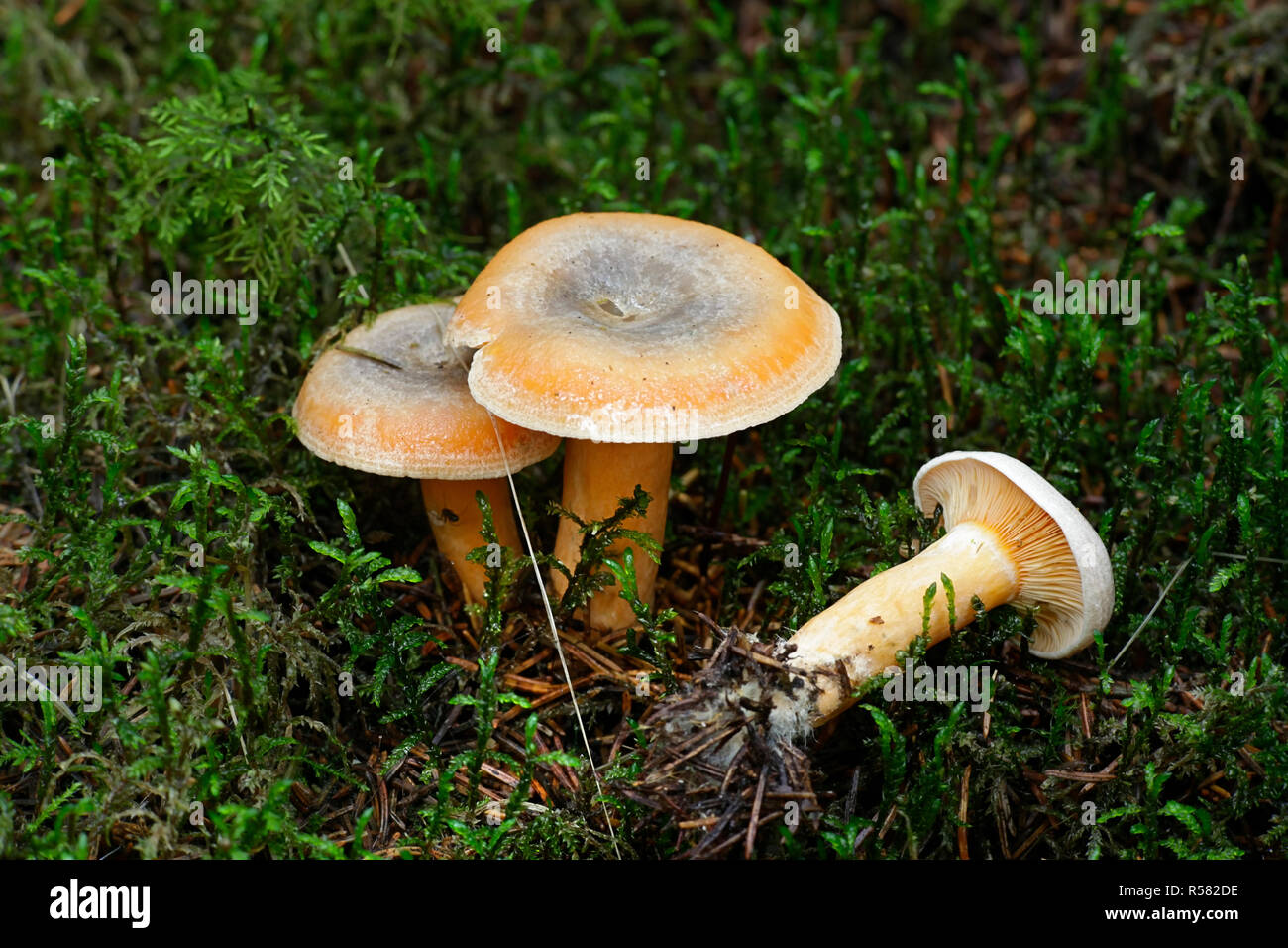 Lactarius deterrimus, auch bekannt als falscher Safran milkcap oder Orange milkcap Stockfoto