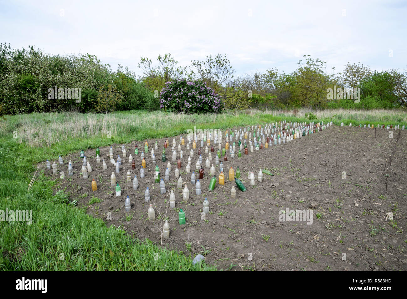 Verwendung von Plastikflaschen Sämlinge von Gemüse von Schädlingen und Kälte zu schützen. Schutz vor den Gryllotalpa gryllotalpa. Pflanzen im Garten. Stockfoto