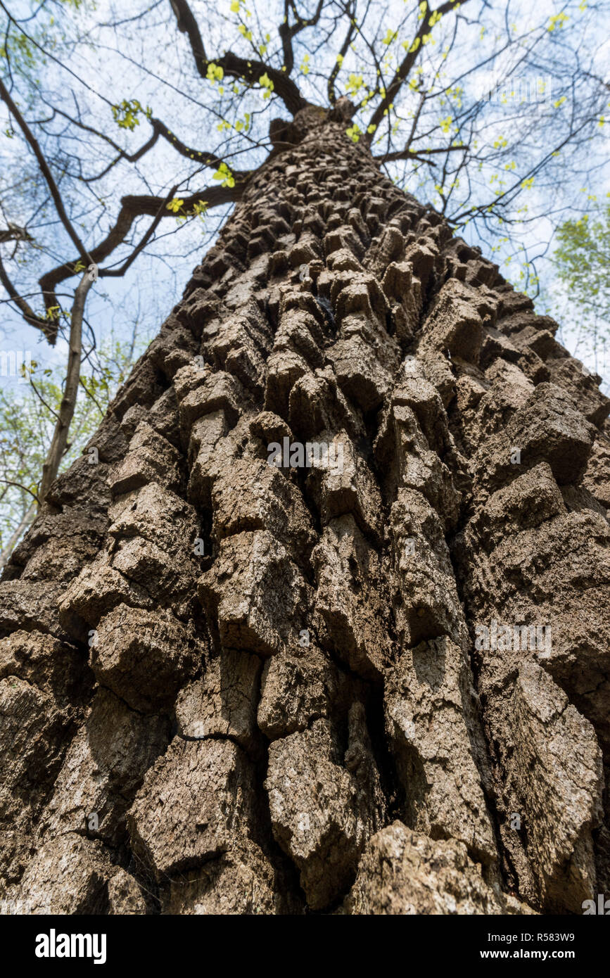 Tief gefurchte Rinde von alten Kastanienbäumen Eiche (Quercus prinus) in Shenandoah National Park im Zentrum von Virginia. Stockfoto