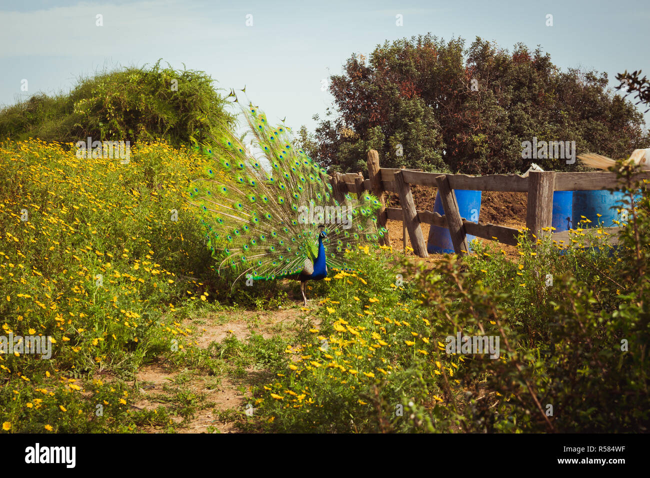 Pfau Verbreitung Schwanzfedern in der Farm Stockfoto