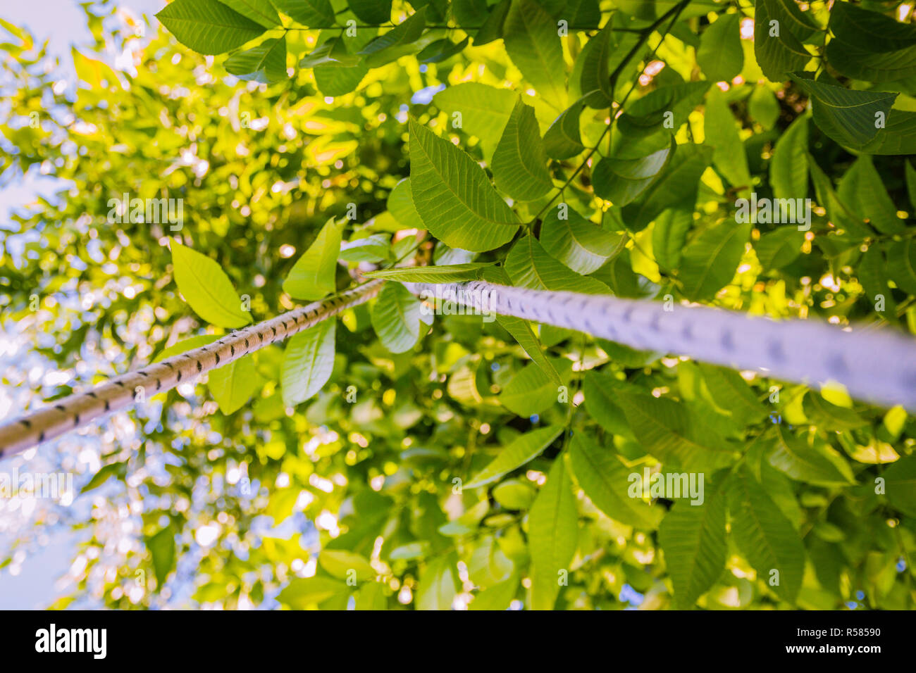 Baum von unten Stockfoto