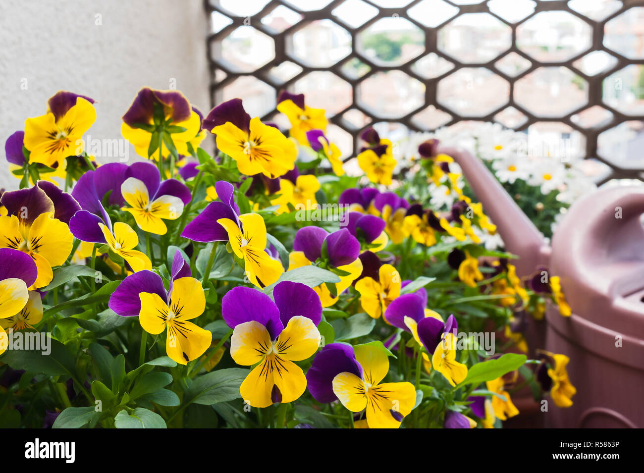Vasen mit Blumen auf der Terrasse einer Wohnung gewachsen. Stockfoto