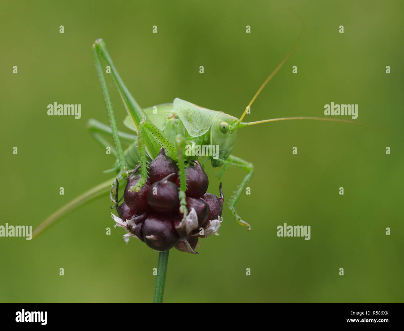 Grüne hayweed - weiblich Stockfoto