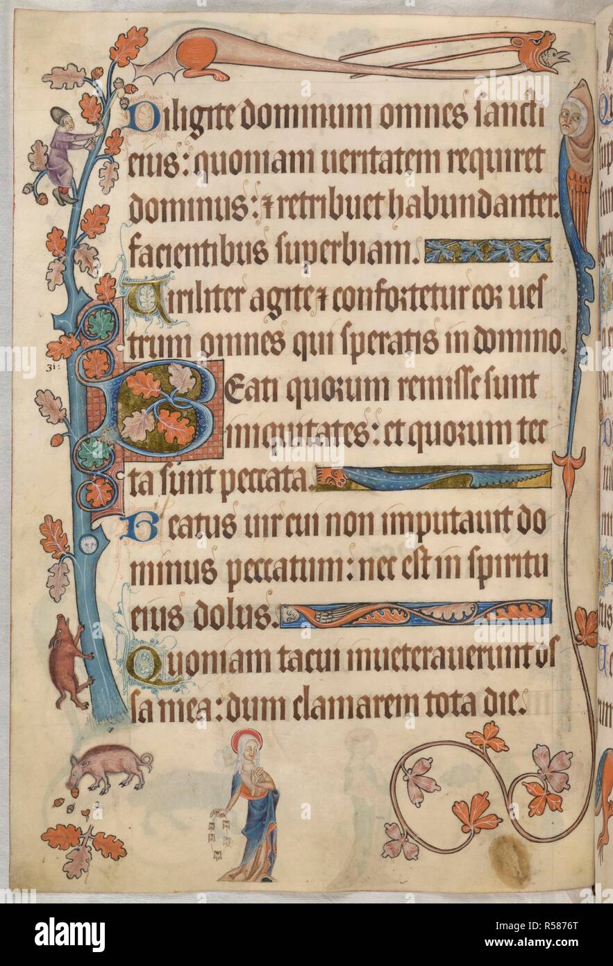 Psalm 31; hl. Apollonia. Luttrell Psalter. England [East Anglia]; ca. 1325-1335. [Ganze folio] Ende von Psalm 30. Psalm 31, beginnend mit der ersten 'B', verflochtene Eichenlaub, die Teil der Eiche, die schmückt den äußeren Rand. Ein Mann in ein Acorn-förmige hat klettert in den Filialen Eicheln für die Schweine unter Schütteln. In den oberen Rand, eine Groteske mit Maske - wie Gesicht und langen Hörner verschlingt ein Vogel; und darunter, ein weiteres mit Bird Körper, foliate Schwanz und menschlichen Kopf trägt einen Pelzbesatz Kapuze. Im Unterrand, St Apollonia hält einen String der Zähne wie ein Rosenkranz, ein REFEREN Stockfoto