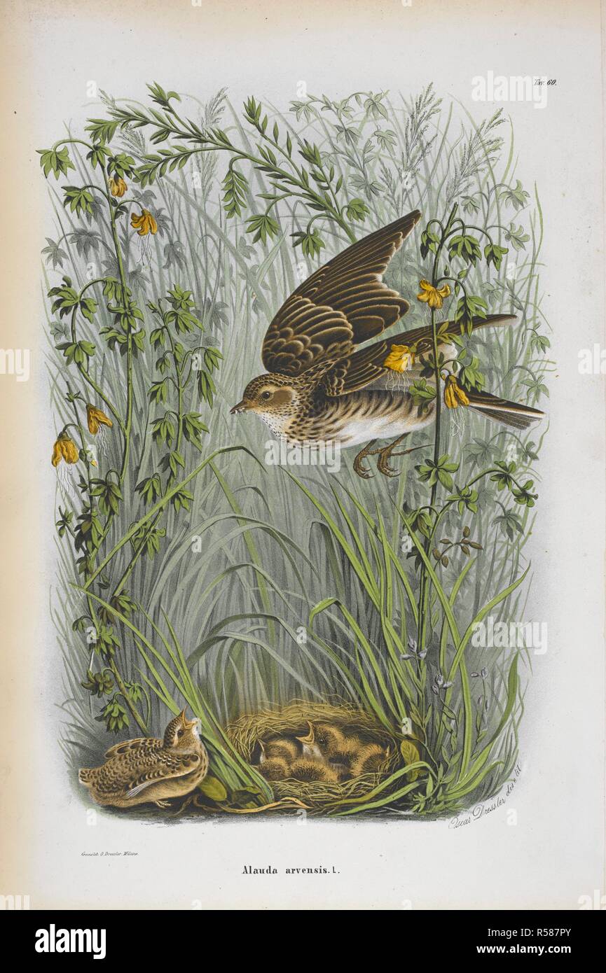 Alauda arvensis. Der Feldlerche. Storia Naturale degli Uccelli che nidificano in der Lombardei, ad illustrazione della raccolta ornitologica dei Fratelli Ercole ed Ernesto Turati... Con tavole litografate e colorate, prese dal Vero da O. Dressler. [Naturgeschichte der Vögel, Nest in der Lombardei, die ornithologische Sammlung der Brüder Ercole und Ernesto Turati zu illustrieren... Mit Tabellen und farbigen Lithographierten, aus dem Leben von O. Dressler.] genommen. Milano 1865, 71. Quelle: 1822. C.6 Vol. II Platte 60. Sprache: Italienisch. Stockfoto