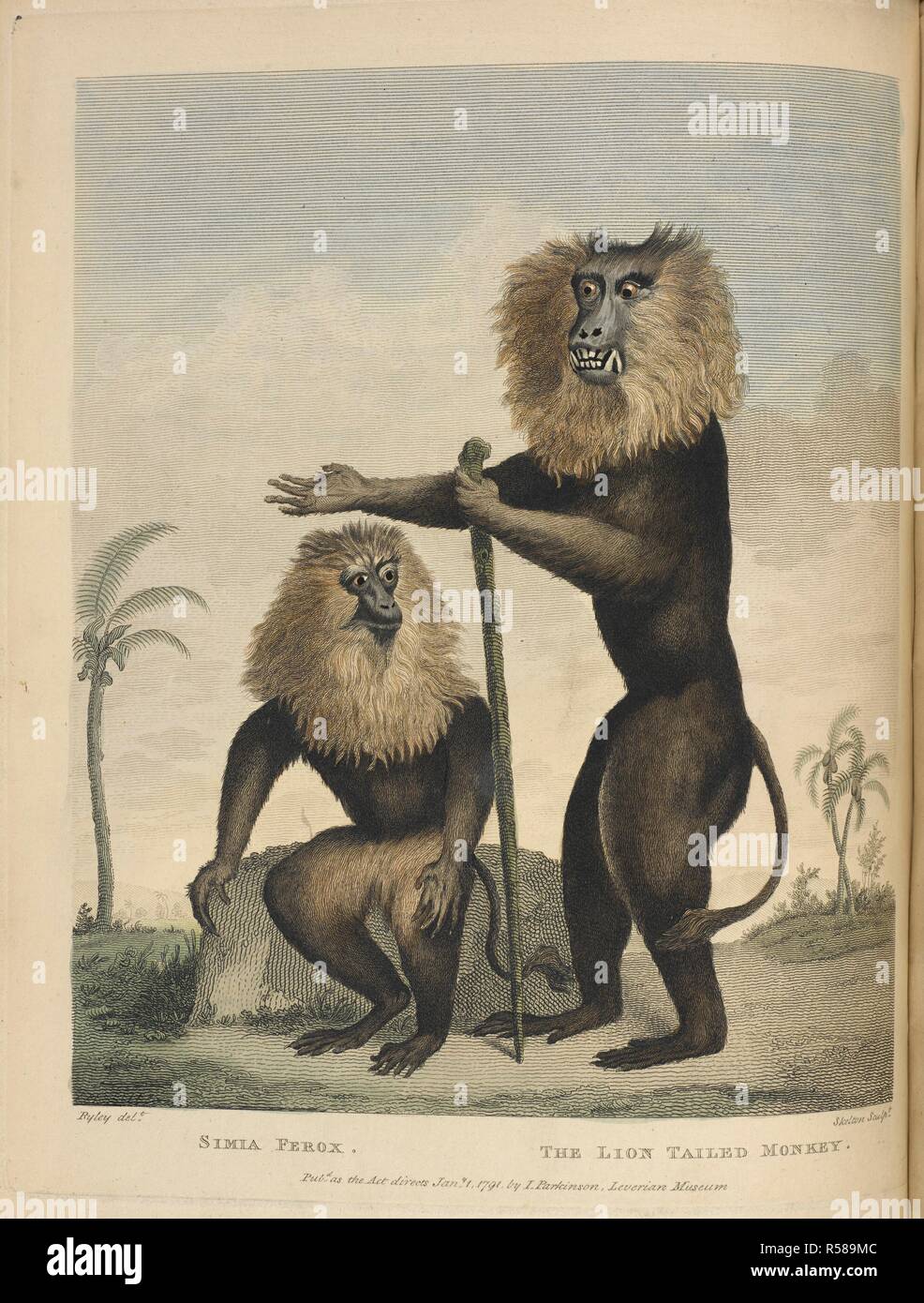 Simia Ferox. Der Löwe tailed Monkey. Musei Leveriani explicatio, Anglica et Latina (enthält Wählen Sie Exemplare aus dem Museum für... Sir A. Hebel), etc., Vol. 1, Vol. 2, S. 1-48. Impensis Jacobi Parkinson: [London] 1792, 96. 1792. Quelle: 40. e.15 Platte gegenüberliegenden Seite 71. Autor: Ryley, Charles Ruben. SHAW GEORGE. Stockfoto