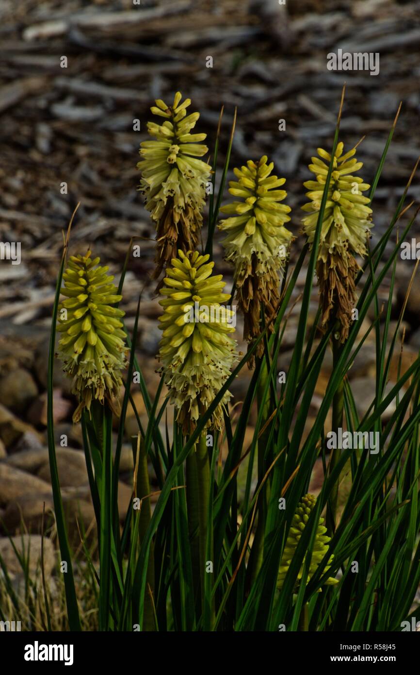 Zierpflanzen Rührei Pflanze in Blüte an der Stadt der Canyon Aqua-Park Gardens, Canyon, Texas. Stockfoto