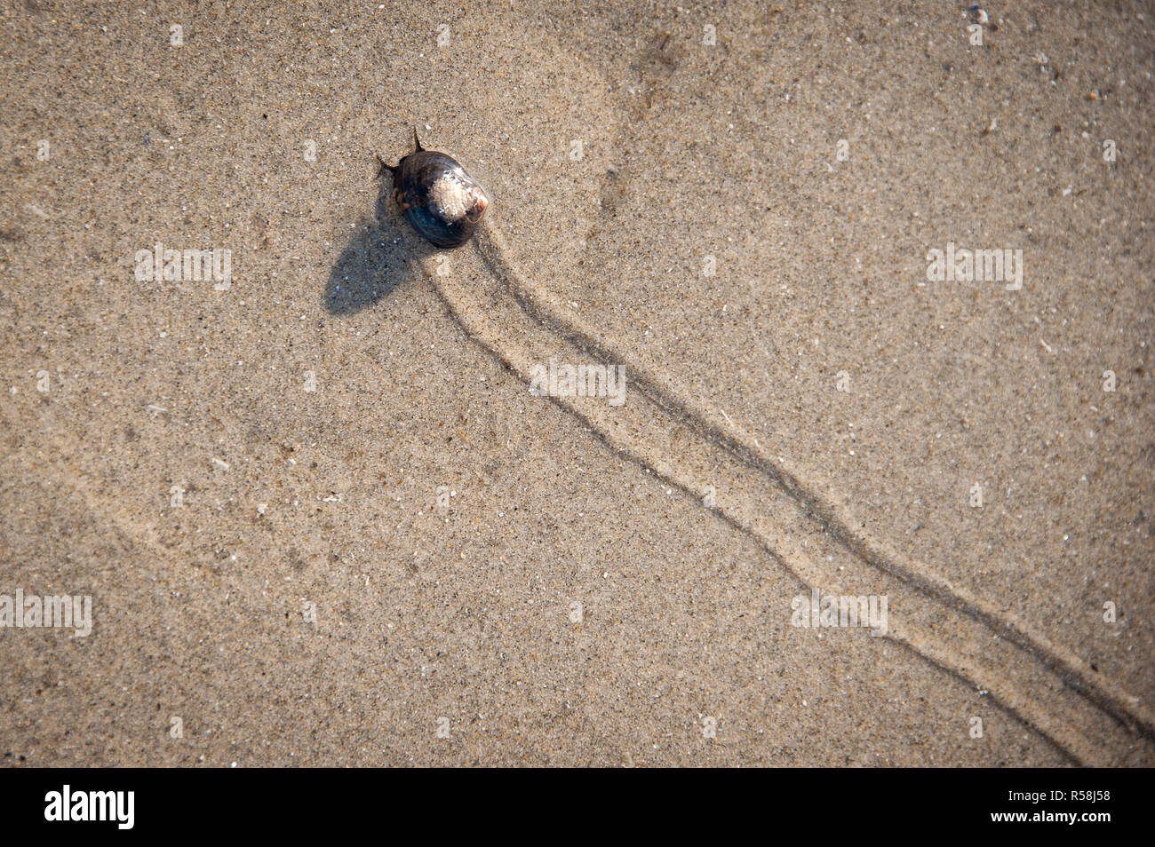 Seeschnecke Langsam kriecht auf nassem Sand am Strand, lässt eine Spur hinter sich Stockfoto