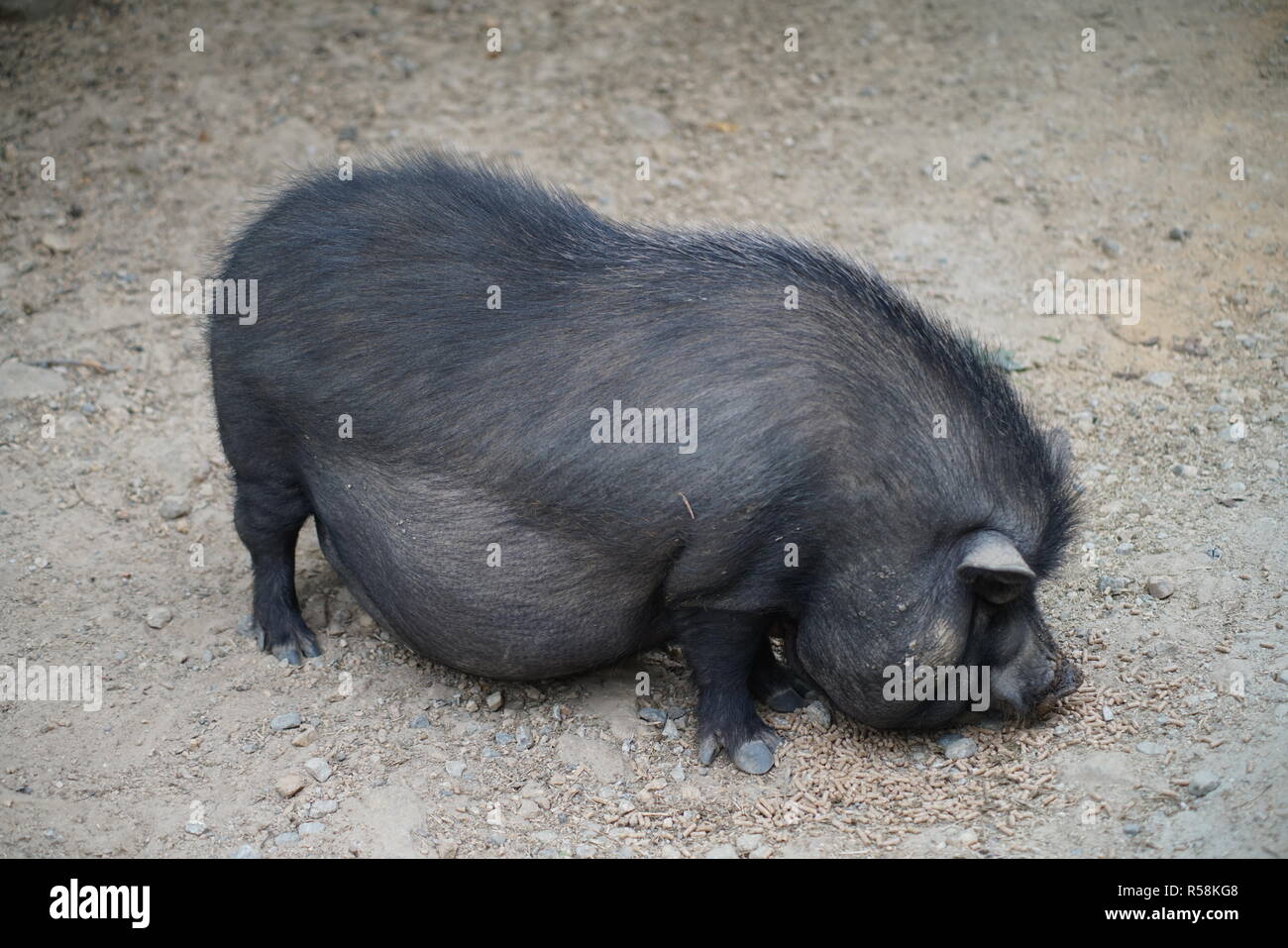 Vietnamese Pot bellied Schwein (Sus scrofa domestica) Stockfoto