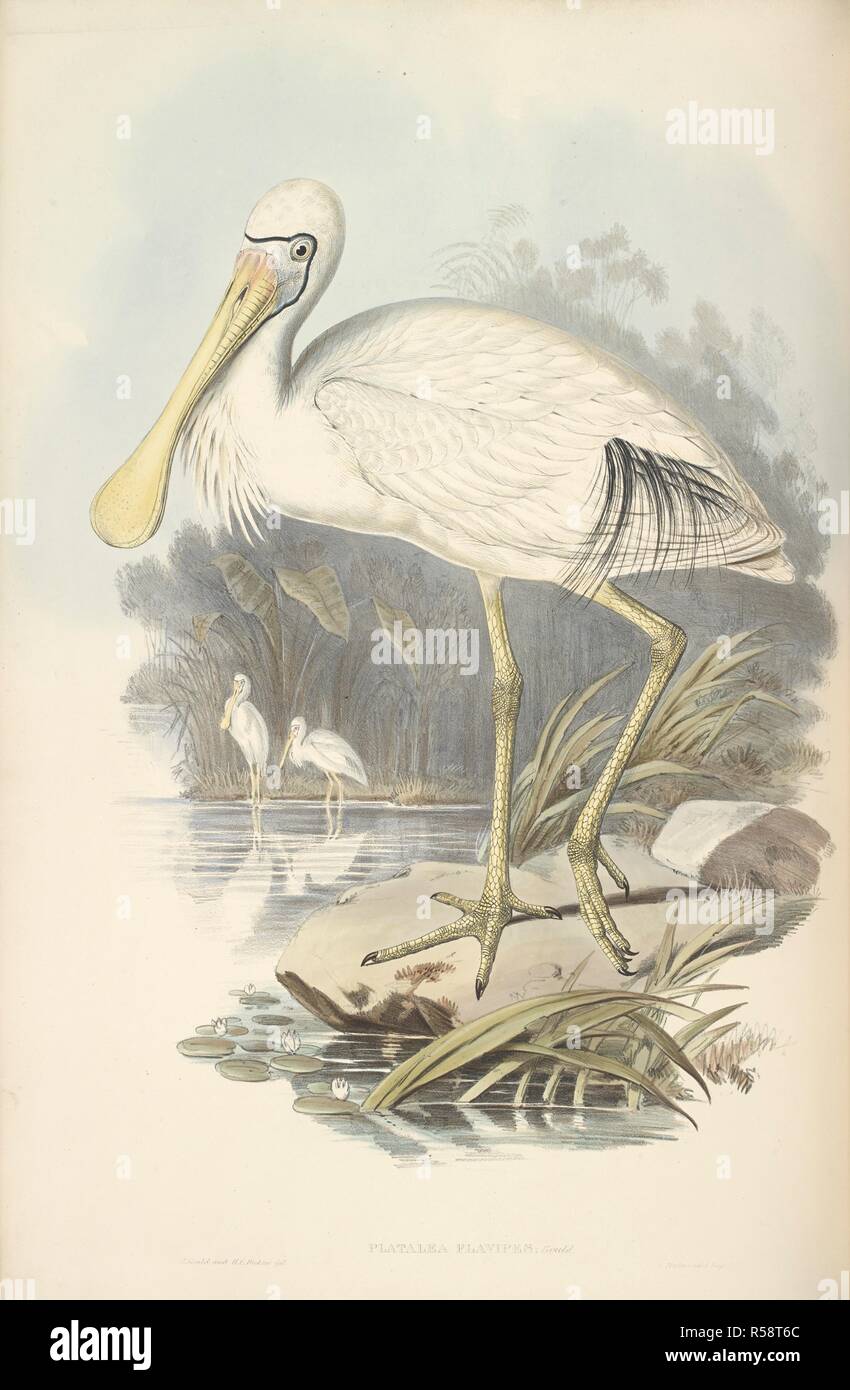 Yellow-legged Löffler. Die Vögel von Australien. London, 1848-69. Quelle: X.841 Band 6 Platte 49. Autor: GOULD, John. Stockfoto