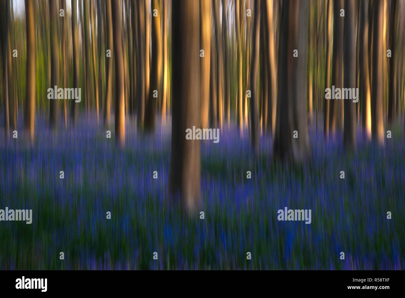 Malerische Wald mit Kamera Bewegung im Streiflicht, Hallerbos, Belgien Stockfoto