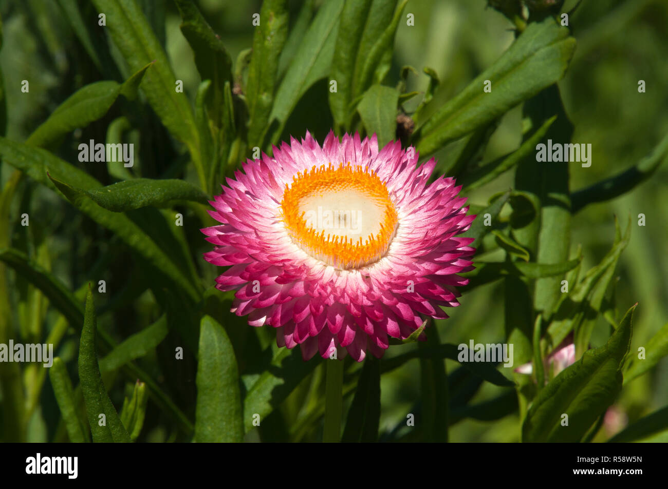 Sydney Australien, hell rosa und gelbe Blume eines strohblumen oder ewig Daisy Stockfoto