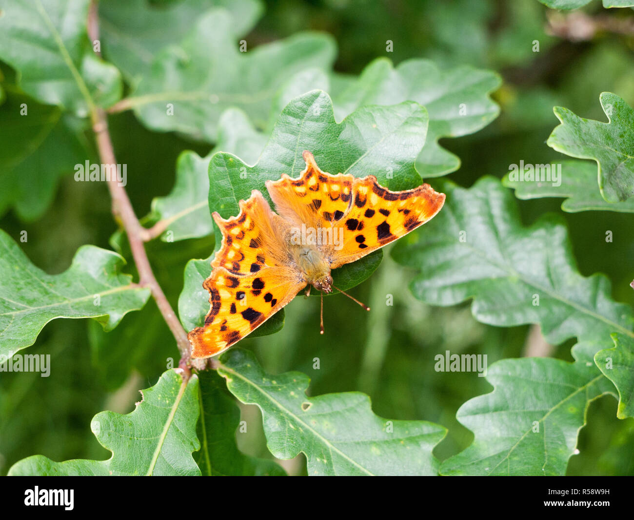 Komma Schmetterling Polygonia c-album Nymphalidae Stockfoto