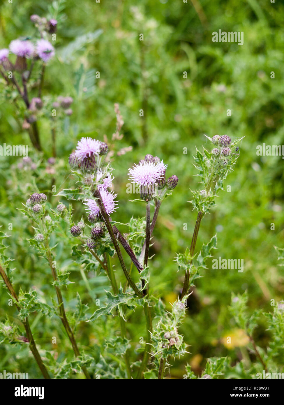 Lovely Pink Thistle außerhalb Blütenköpfe Stockfoto