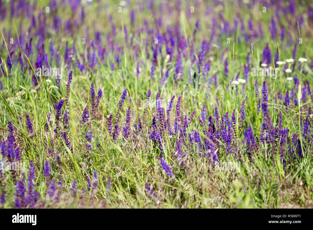 Blühende wilde Blume - Blumenwiese. Schönen Feld mit unscharfen Hintergrund Stockfoto