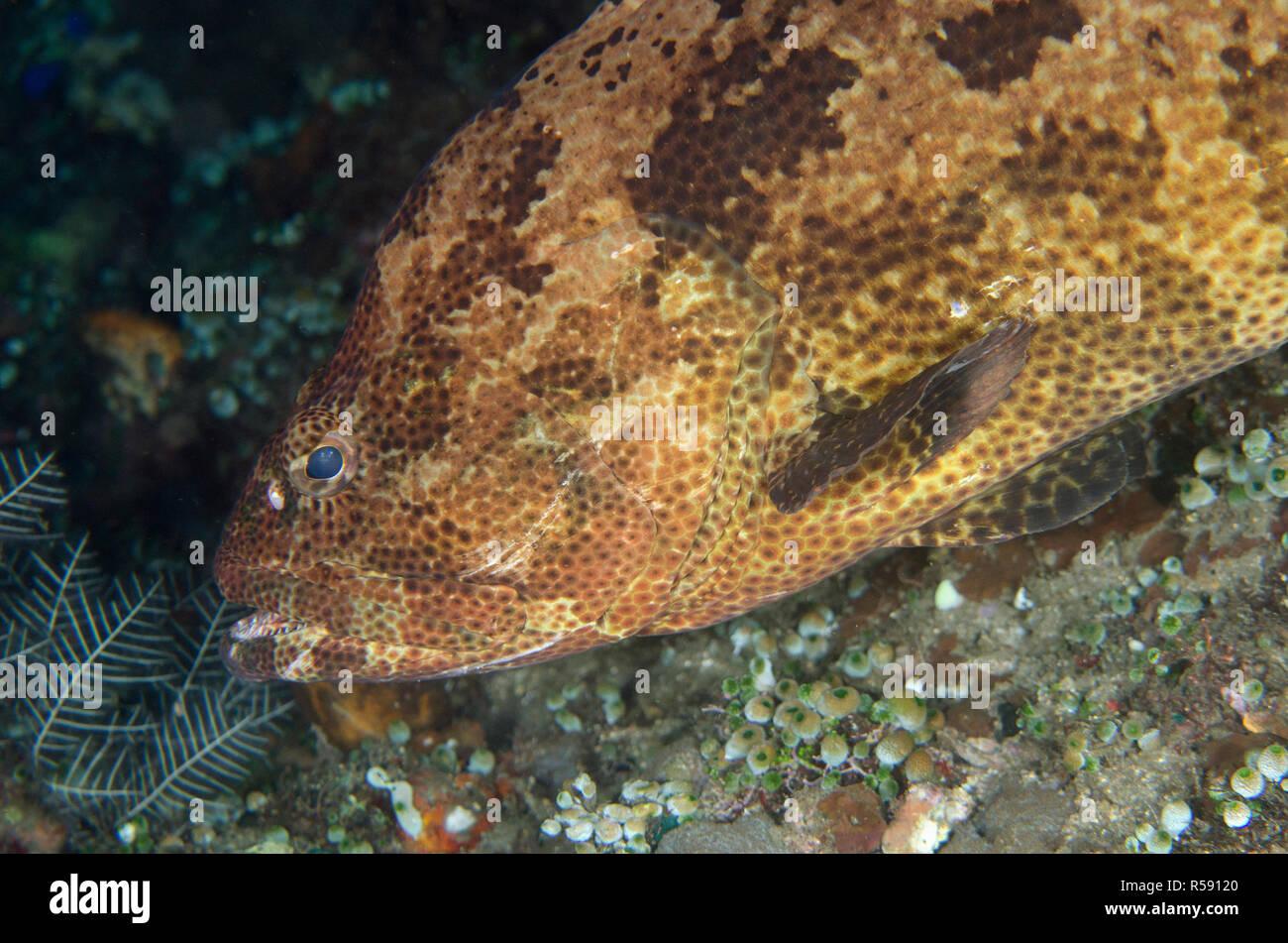 Brown-Marbled Grouper, Epinephelus fuscoguttatus, Liberty Wrack Tauchplatz, Tulamben, Bali, Indonesien, Indischer Ozean Stockfoto