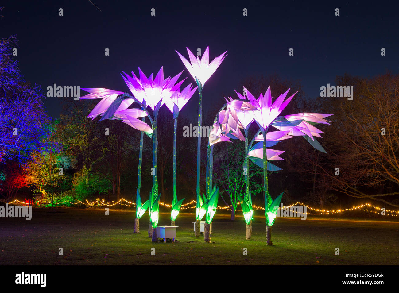 RHS Wisley, Surrey, Großbritannien. 30. November 2018. Spektakuläre botanisch - illuminationen Inspiriert durch Jigantics Einschalten bei RHS Wisley und für das Publikum geöffnet von 4 - 20 Uhr, 1. Dezember 2018 - Mittwoch, 2. Januar 2019 für die festliche Jahreszeit. Credit: Malcolm Park/Alamy leben Nachrichten Stockfoto