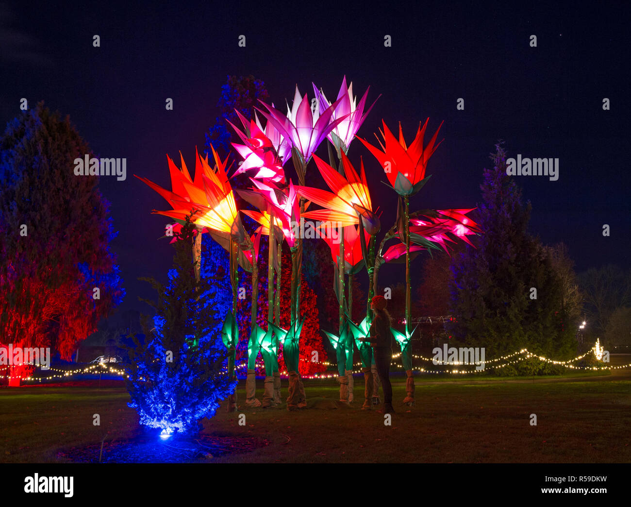 RHS Wisley, Surrey, Großbritannien. 30. November 2018. Spektakuläre botanisch - illuminationen Inspiriert durch Jigantics Einschalten bei RHS Wisley und für das Publikum geöffnet von 4 - 20 Uhr, 1. Dezember 2018 - Mittwoch, 2. Januar 2019 für die festliche Jahreszeit. Credit: Malcolm Park/Alamy leben Nachrichten Stockfoto