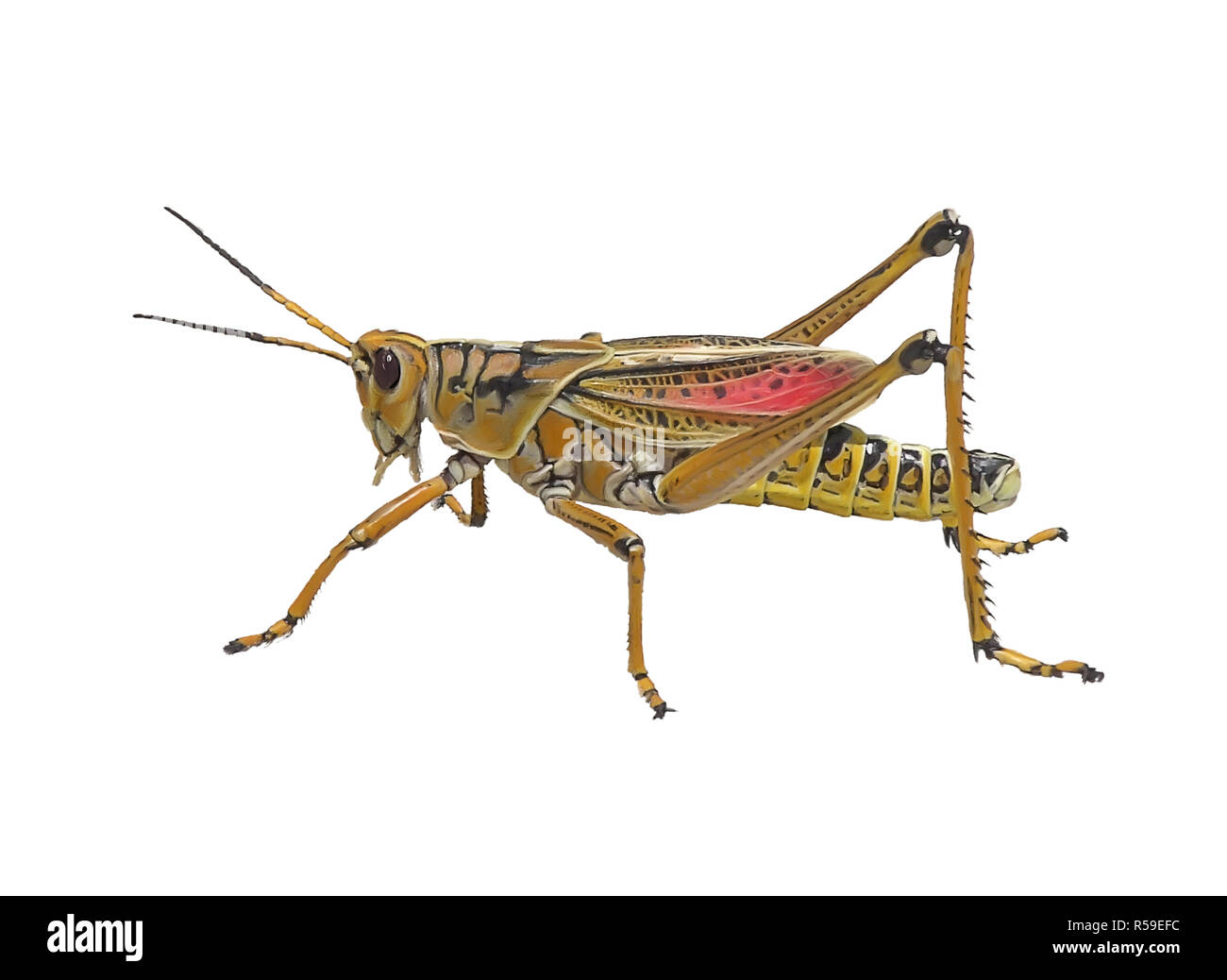 Südöstlichen Lubber Grasshopper Aquarell Stockfoto