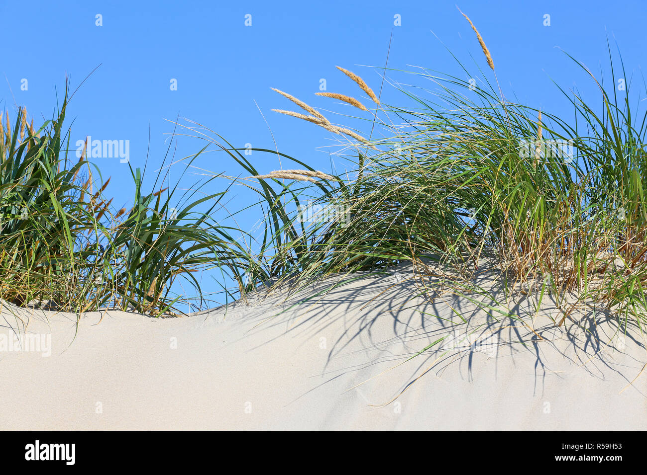 Gras auf einer Düne Stockfoto