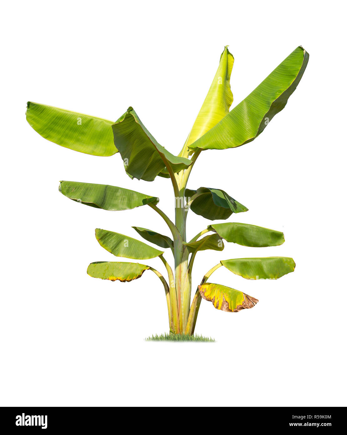 Big Banana tree auf weißem Hintergrund. Große Bananenstauden Datenbank botanischen Garten Gestaltung Elemente asiatischer Art in Thailand isoliert, tropischen Stockfoto