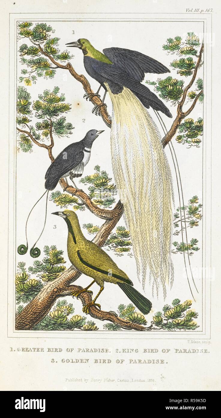 1. Mehr Bird of paradise. 2. King Bird of paradise. 3. Golden Bird of paradise. Die Geschichte der Erde und der belebten Natur. London: Gedruckt von Henry Fischer, in der Caxton Press, [1824?]. Quelle: RB.23. b) 3192 Band 3, Seite 167. Autor: Goldsmith, Oliver. Dixon, T. Stockfoto