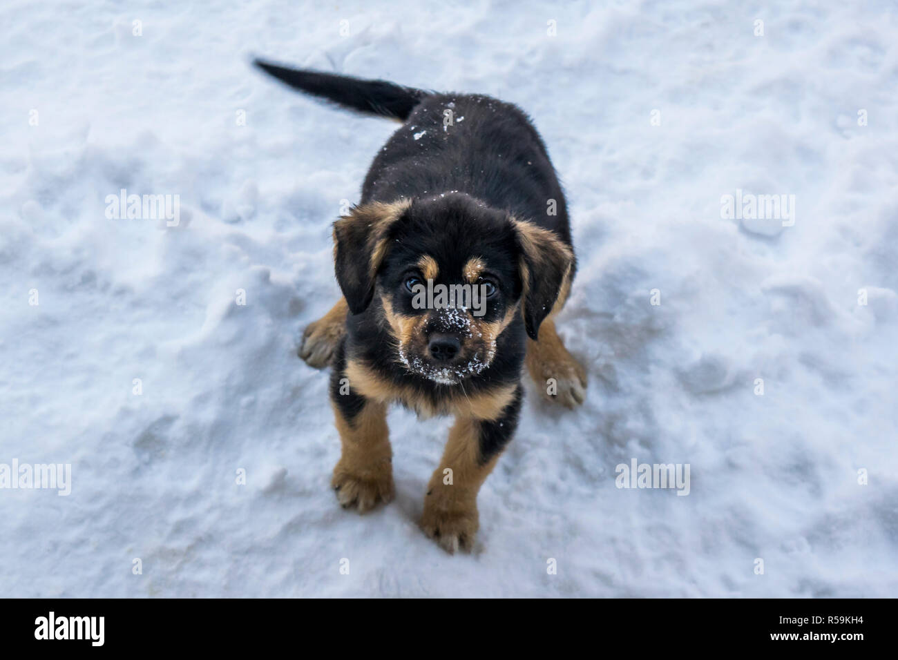 Kleine Welpen Spielen im Schnee. Stockfoto