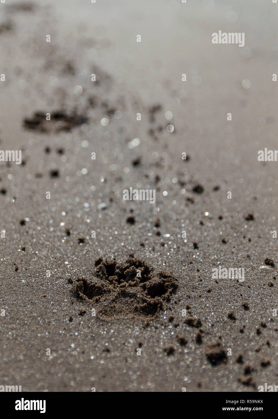 Pfotenabdrücke im Sand Stockfoto