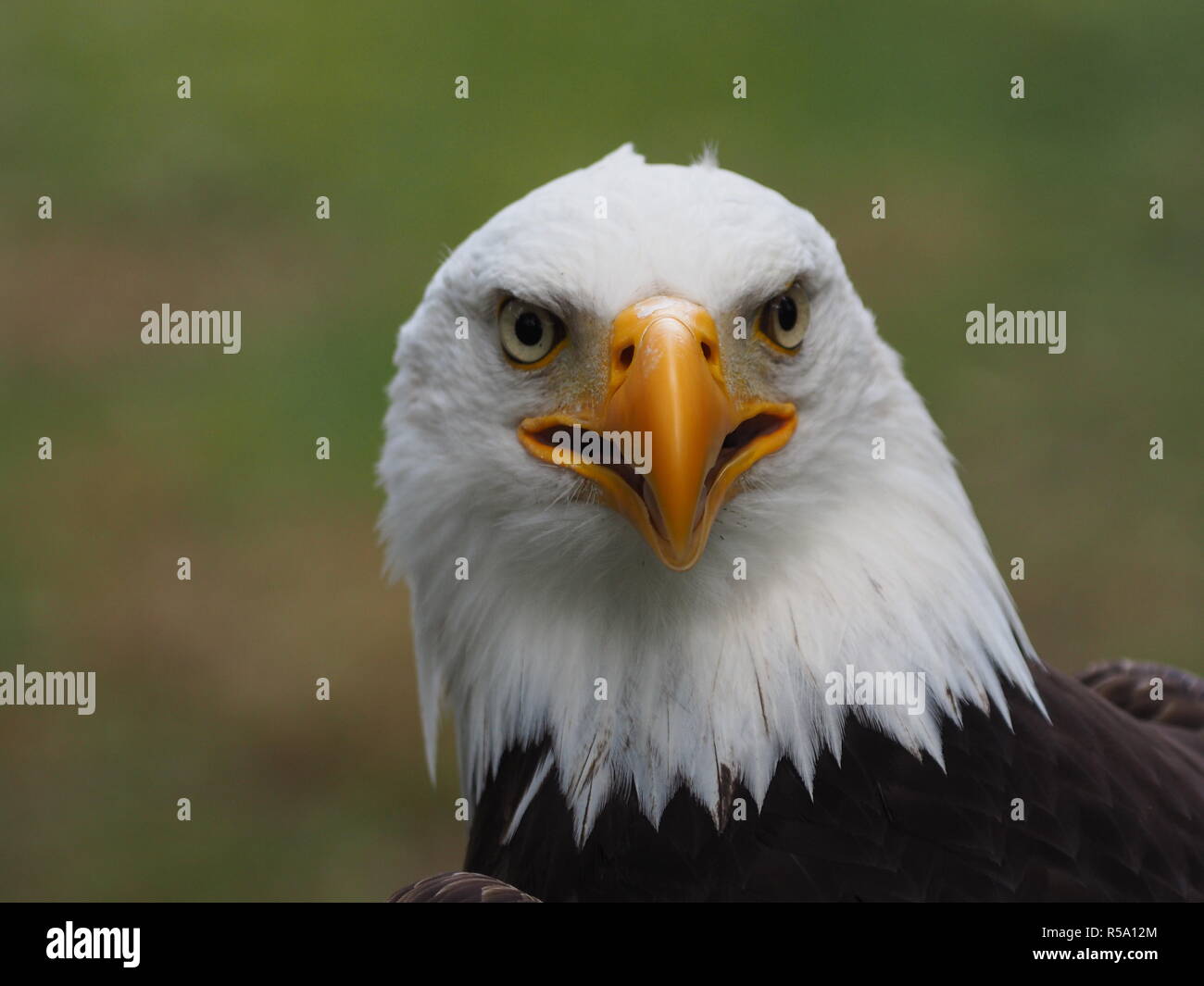 Weißkopf-Seeadler Stockfoto