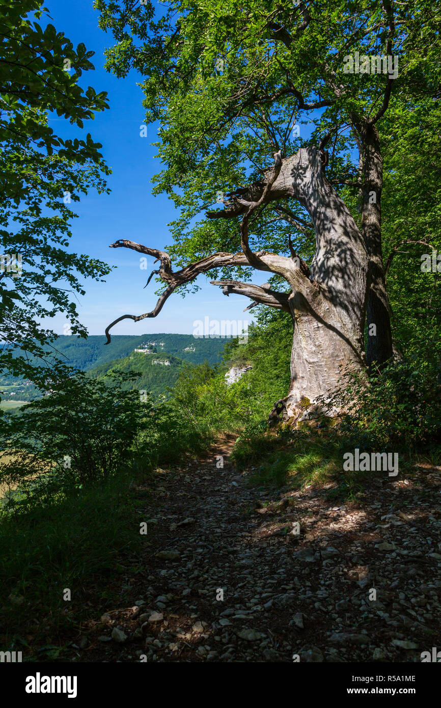 Eiche in der Nähe von Bad Urach Stockfoto