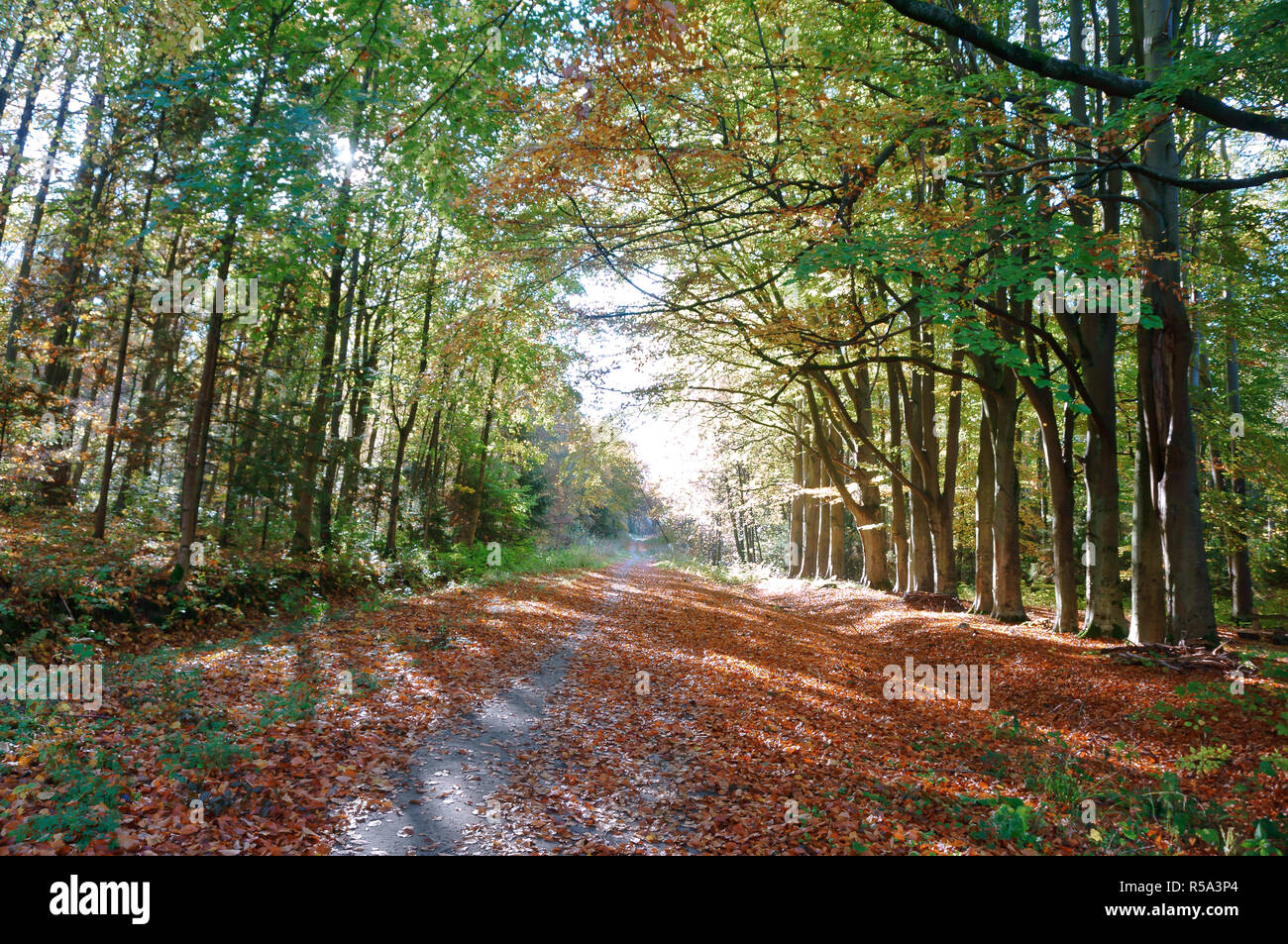 Straßenbäume, Bäume an den Rändern der Autobahn, Straße im Herbst Stockfoto