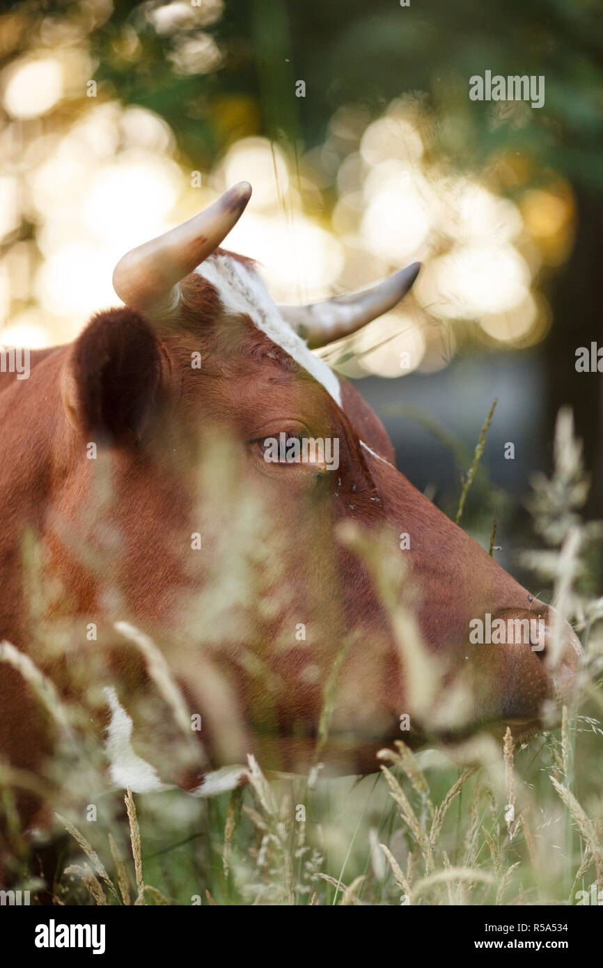 Kühe auf der Weide im Sommer Stockfoto