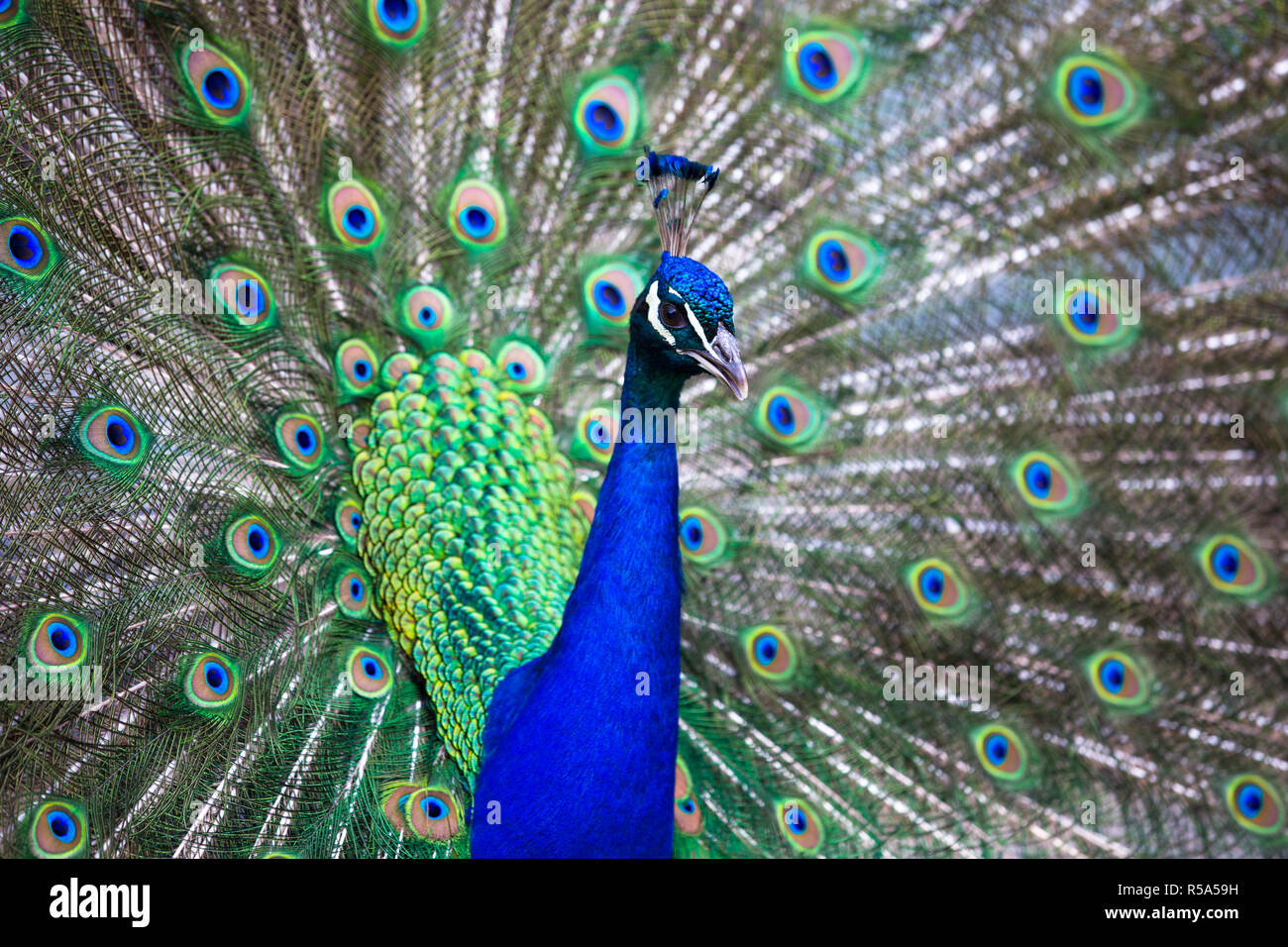 Splendid Pfau mit Federn (Grus japonensis) (flacher DOF Farbe getonte Bild) Stockfoto