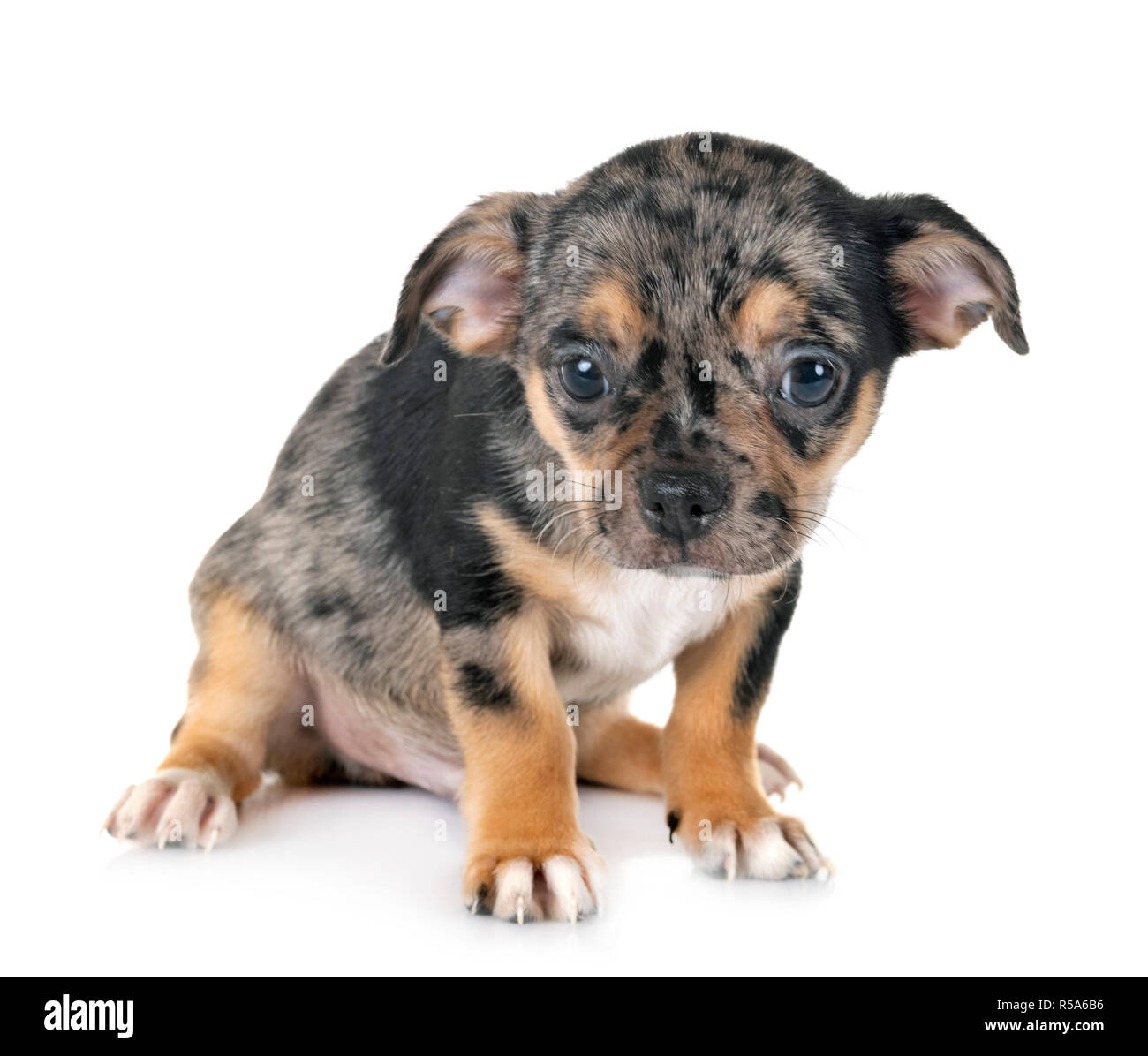 Little Chihuahua vor weißem Hintergrund Stockfoto