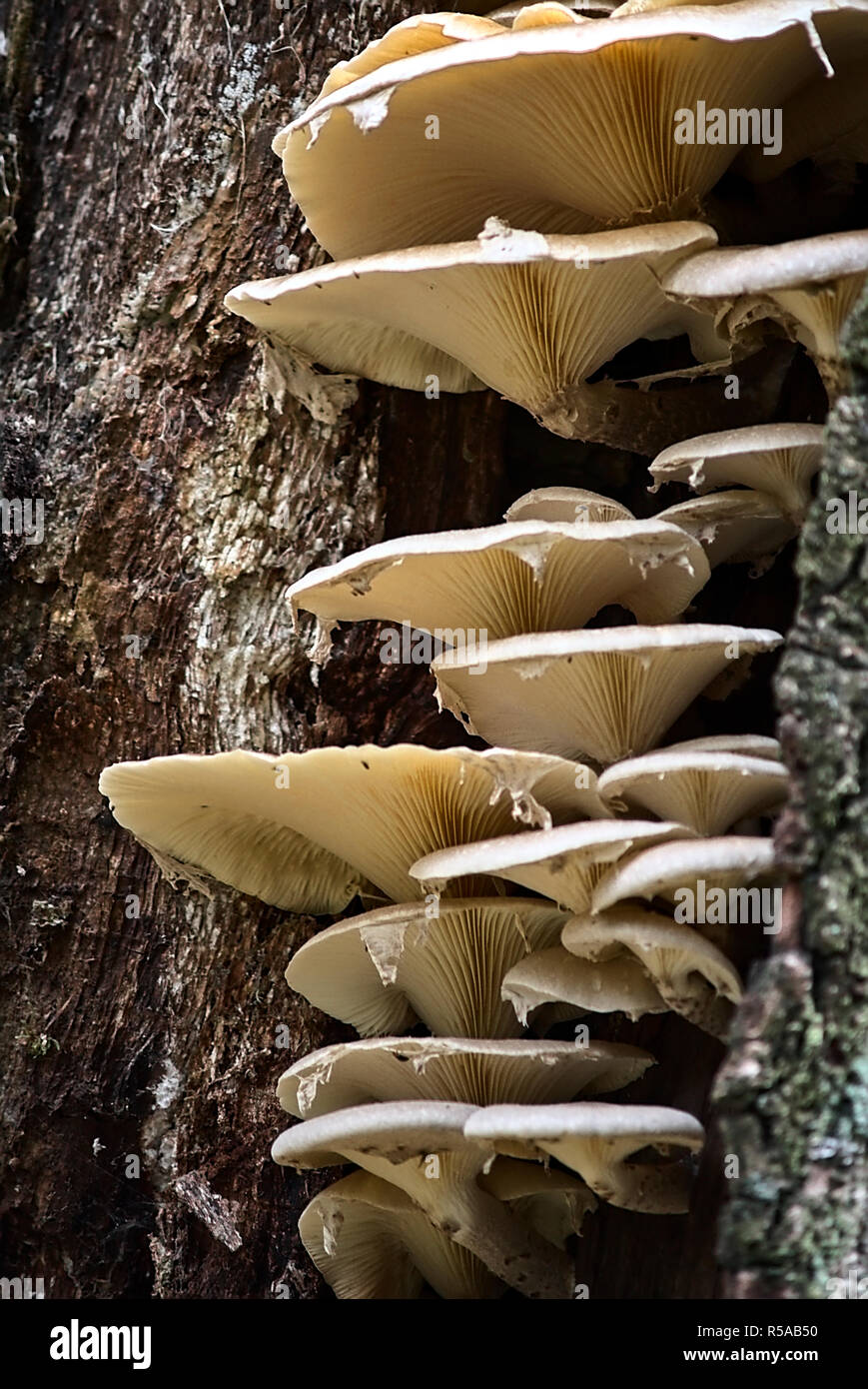 Pilz auf einem Boden voller trockene Blätter Stockfoto