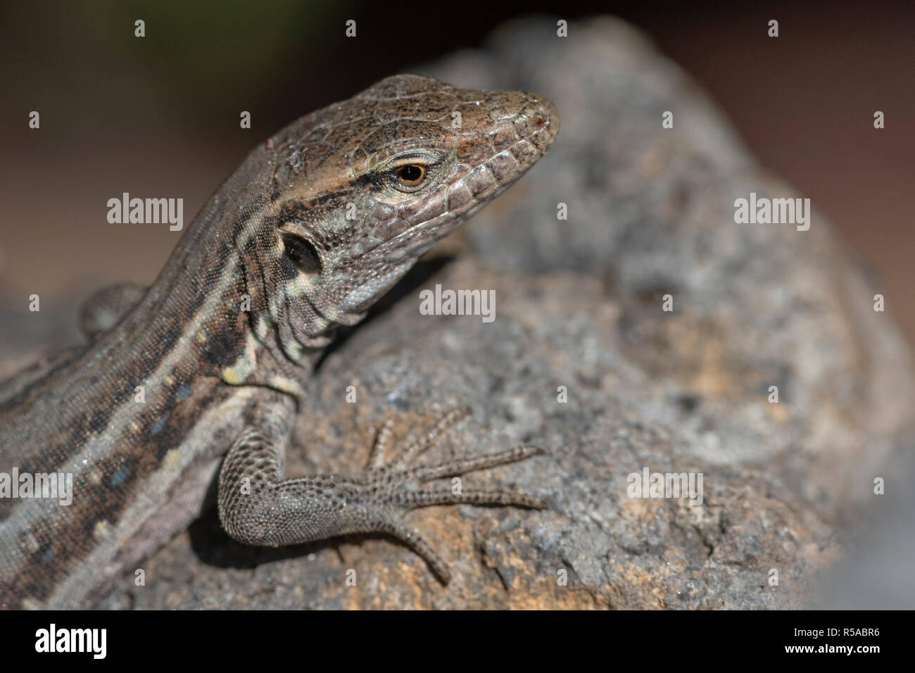 Die westlichen Kanaren Lizard (Gallotia galloti), endemisch, Tier Portrait, Teneriffa, Kanarische Inseln, Spanien Stockfoto