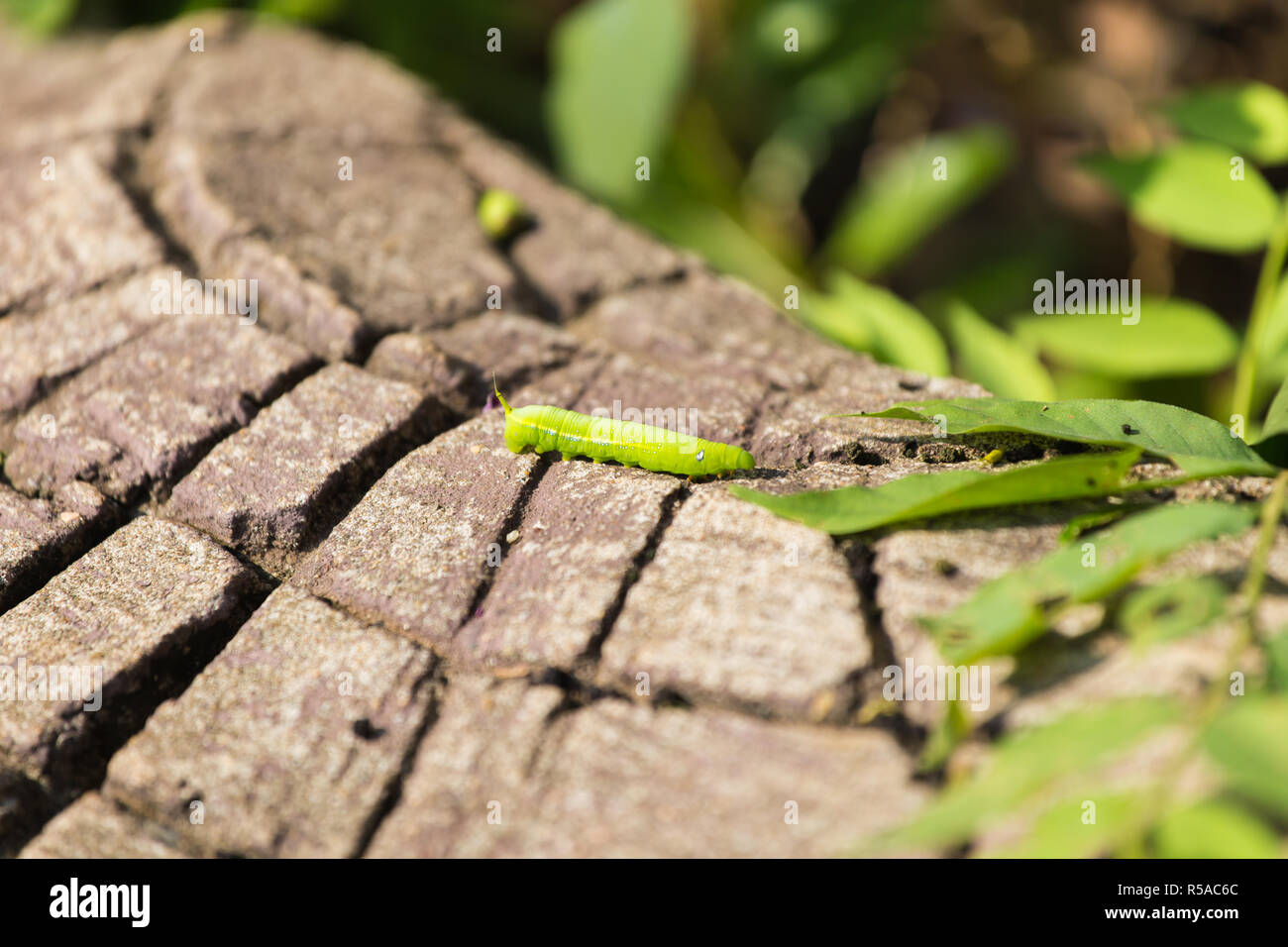 Die grüne Wurm auf das Holz. Stockfoto