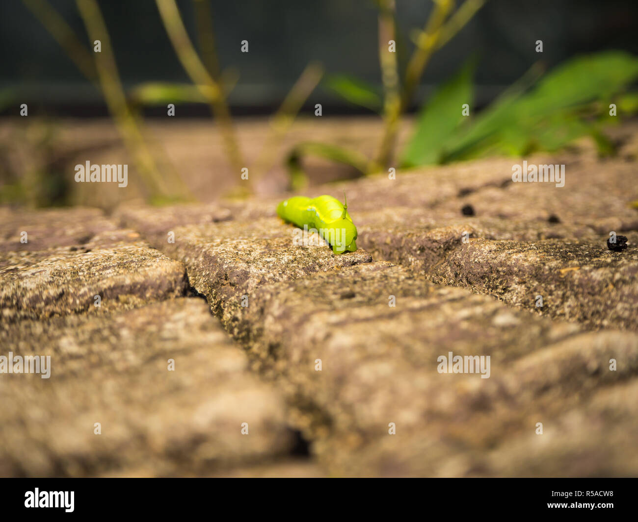 Die grüne Wurm auf das Holz. Stockfoto