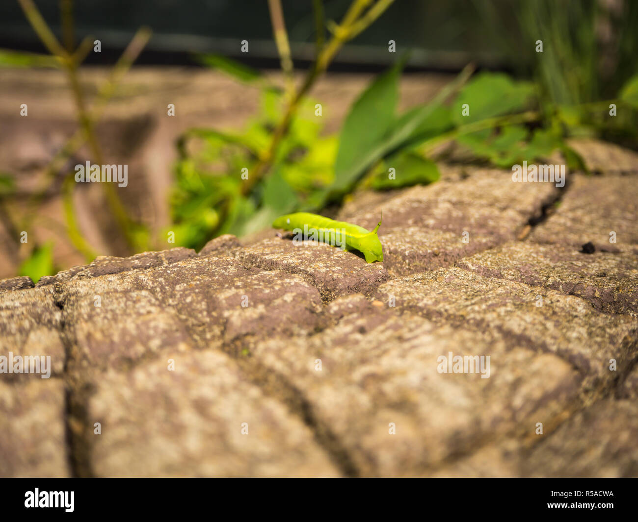 Die grüne Wurm auf das Holz. Stockfoto