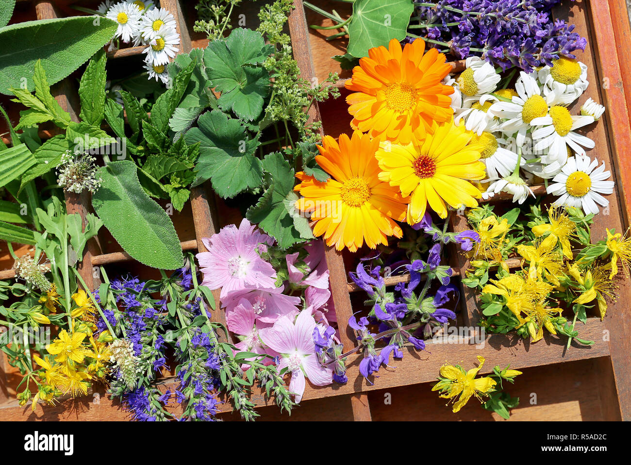 Heilpflanzen aus dem Garten Stockfoto