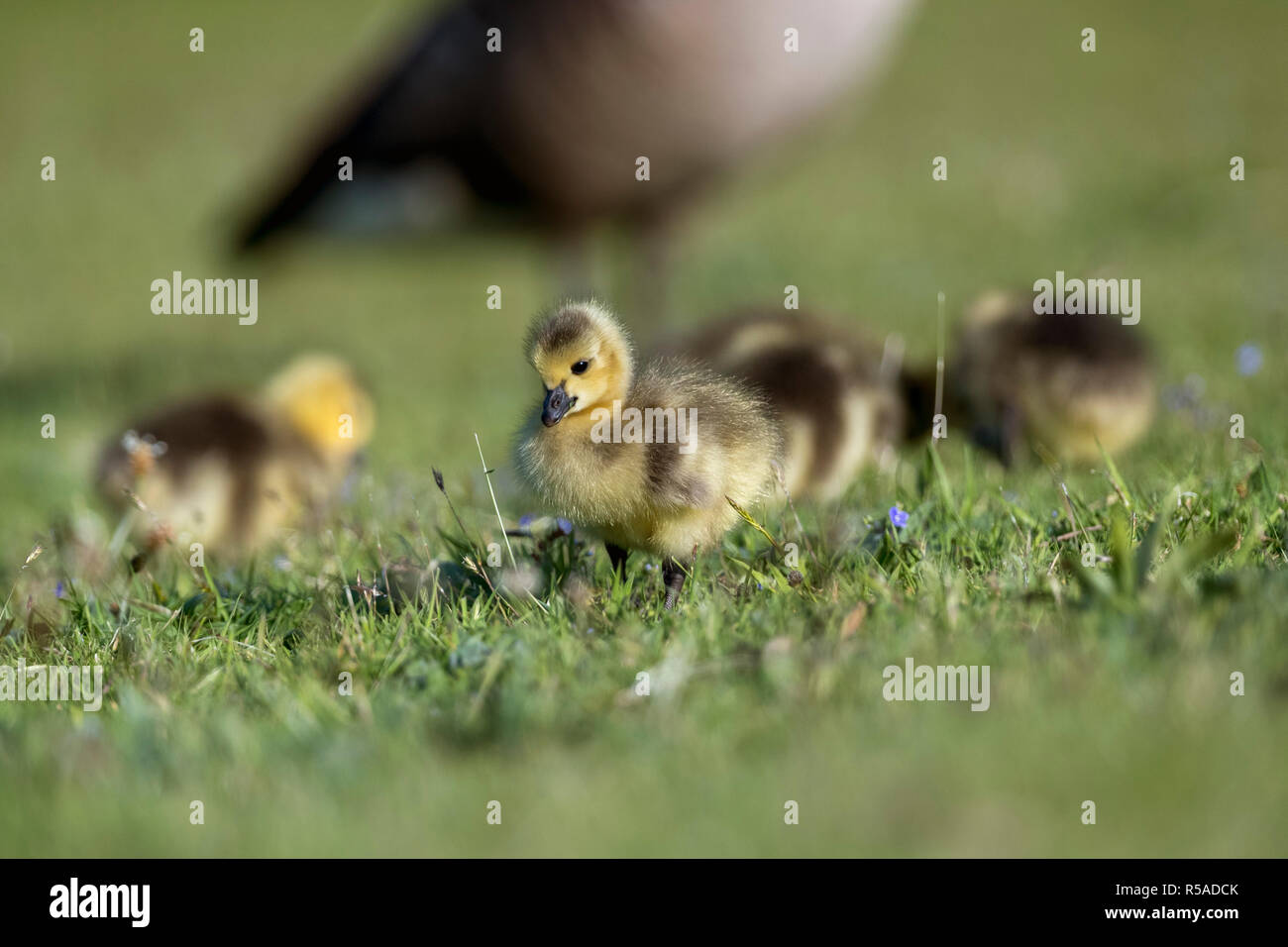 Kanadagans, Branta canadensis Vier Gänschen Cornwall, UK Stockfoto