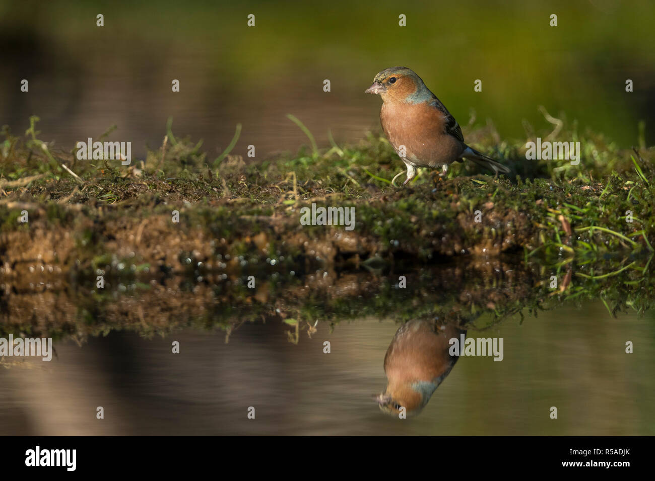 Buchfink, Fringilla coelebs einzelner Mann mit Reflexion Cornwall, UK Stockfoto