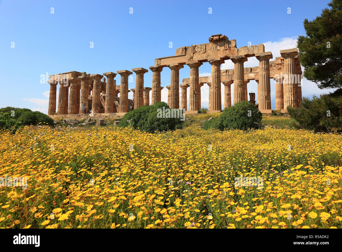 Säulen als bleibt, Tempel E mit blühenden Blumenwiese, archäologische Stätte, Selinunte, Sizilien, Italien Stockfoto