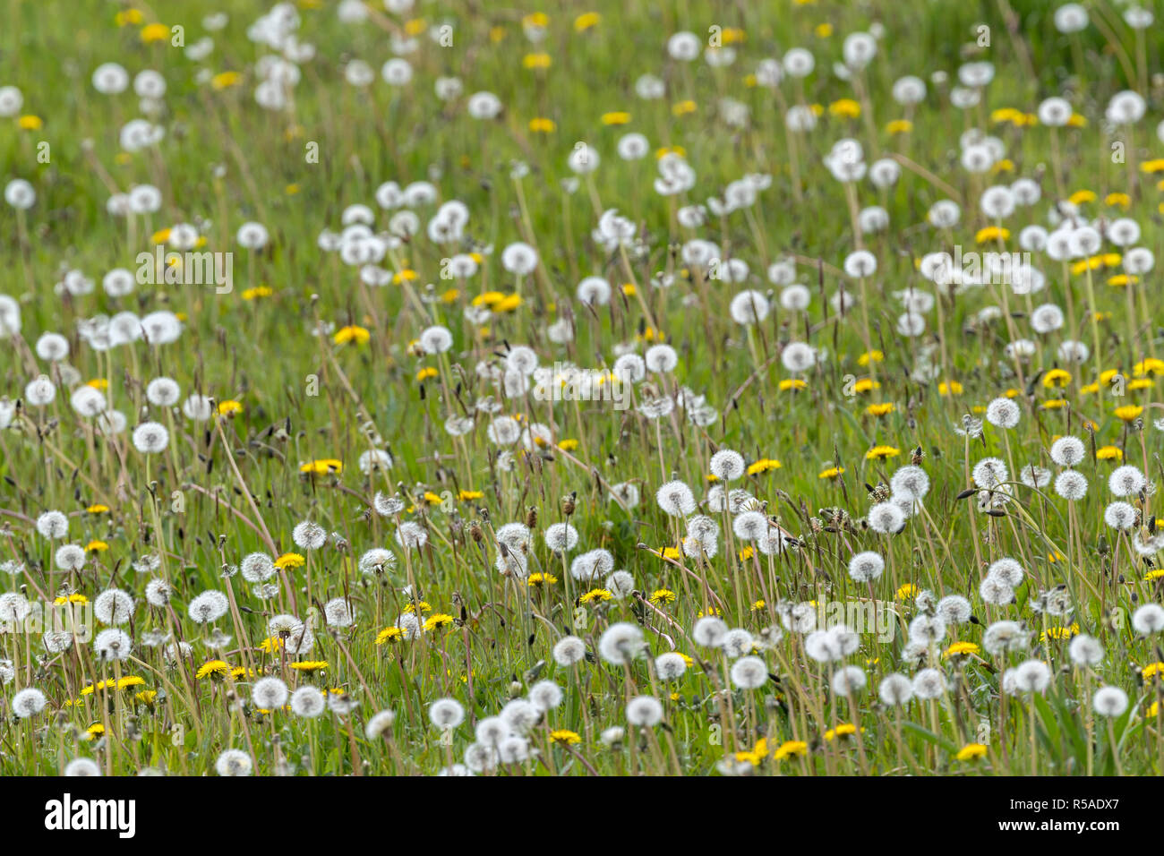 Löwenzahn, Taraxacum officinale Bereich der Samenköpfe; Cornwall, UK Stockfoto