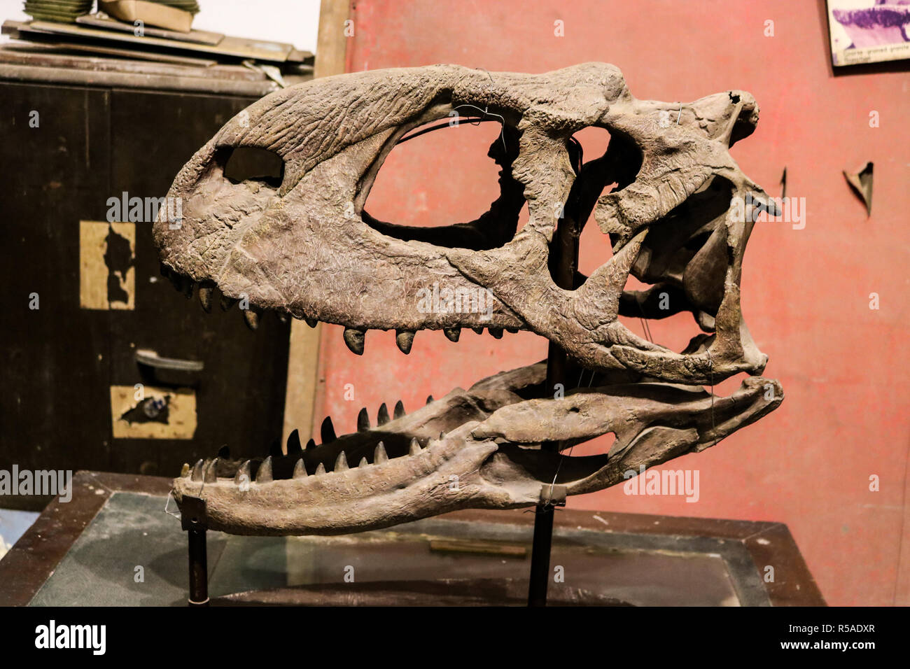 Ein Dinosaurier Schädel Anzeige an Indian Museum, Kolkata Stockfoto
