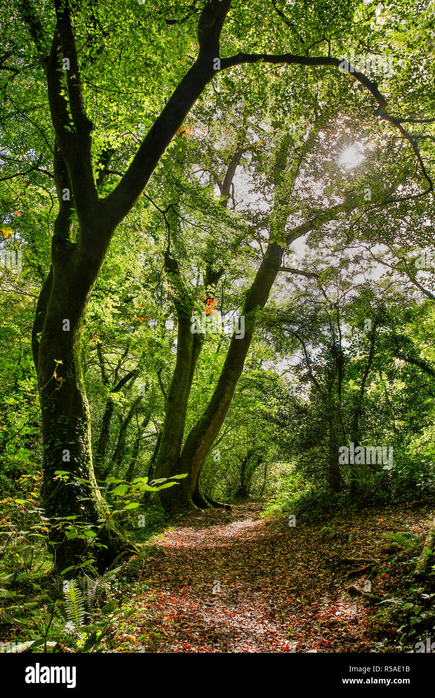 Malpas Holz; Truro, Cornwall, UK Stockfoto