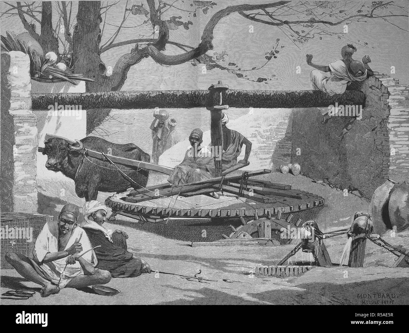 Gut im oberen Ägypten wird das Wasser mit Hilfe eines Ochsen, Holzschnitt, 1885, Ägypten gezeichnet Stockfoto